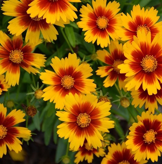 UpTick Gold and Bronze Coreopsis Flowers