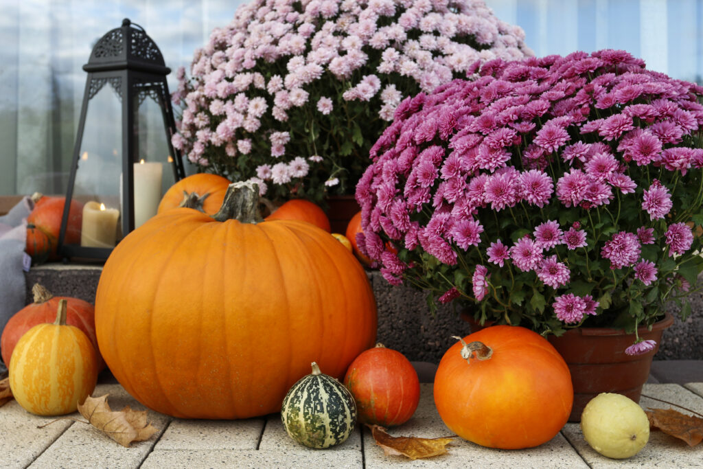 pumpkins mums fall Depositphotos 338969878 XL
