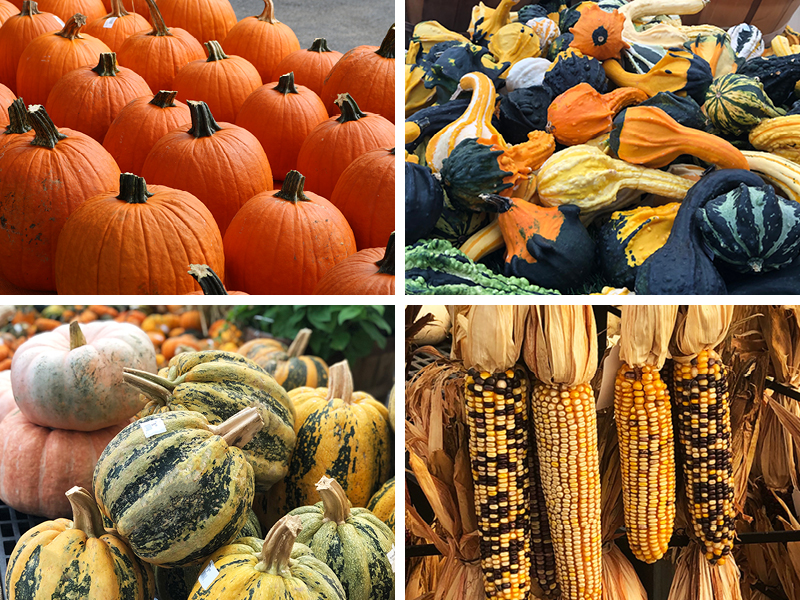2026 08 20 Fall Harvest