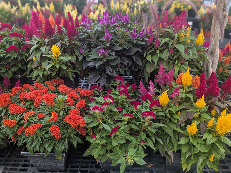 2026 09 03 Square Pot Annuals
