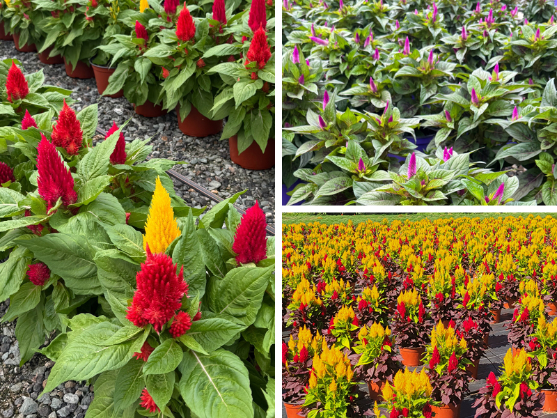 2026 09 10 Annuals 1