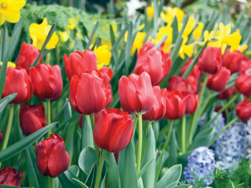 2026 09 10 Spring Bulbs