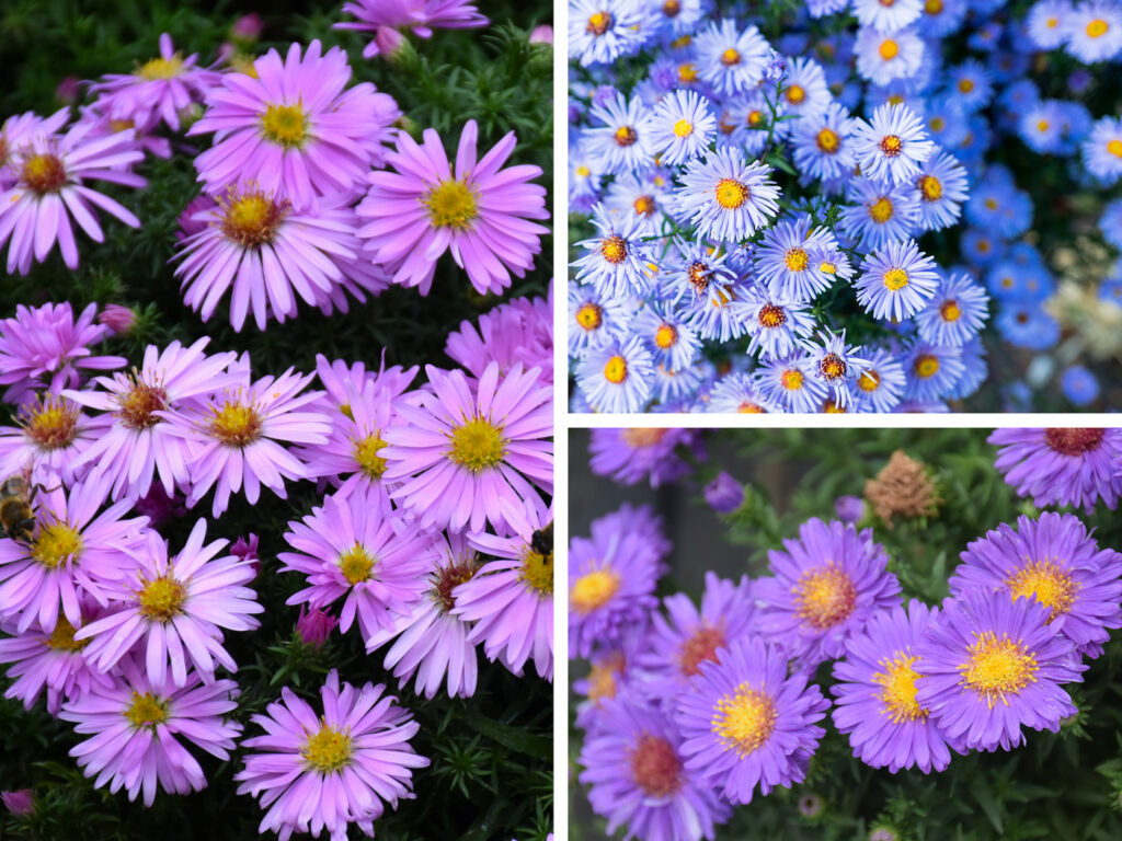 2026 09 17 Aster Woods 1