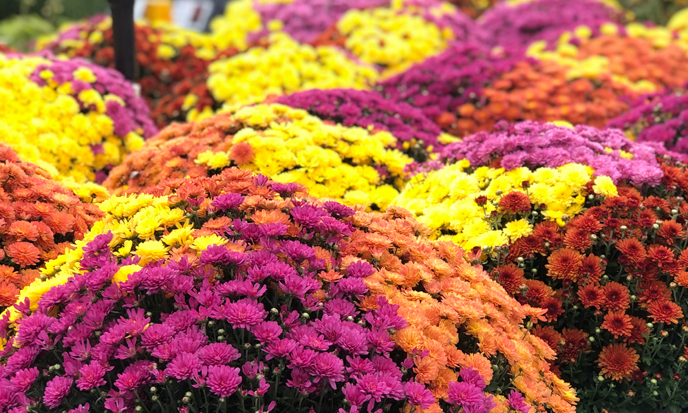 2026 09 17 Tricolor Mums