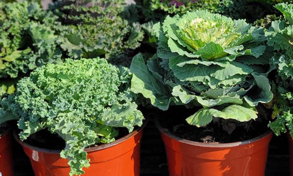 2026 09 24 Cabbage Kale