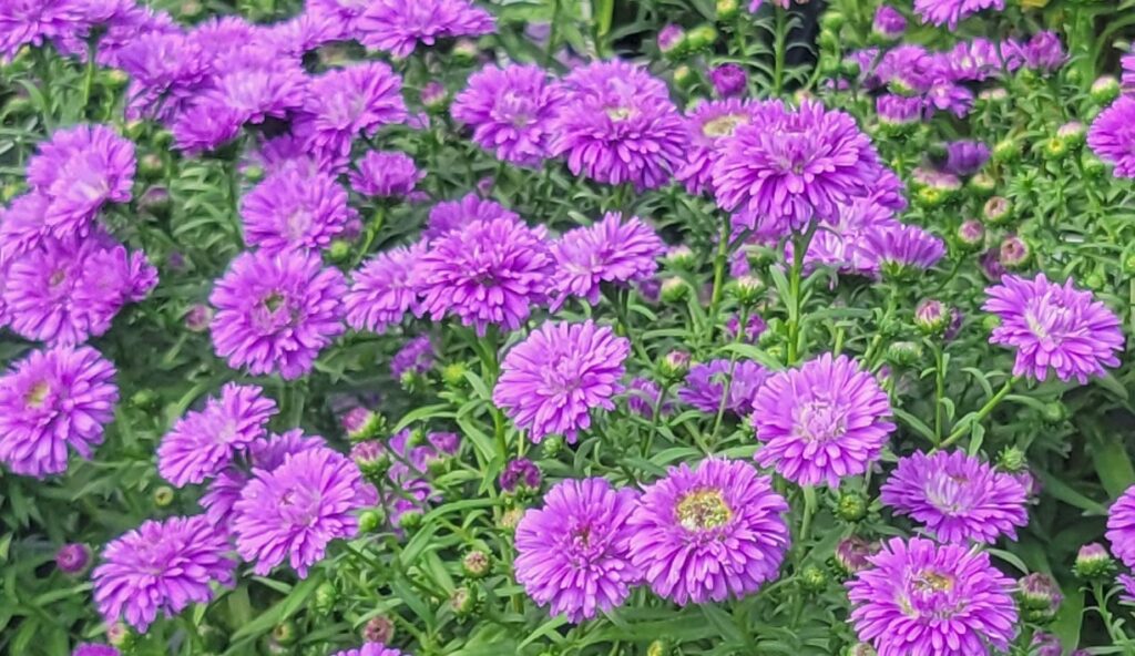 fall asters