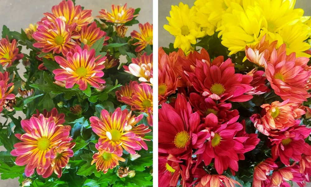 2026 10 08 Fall Florist Mums 1